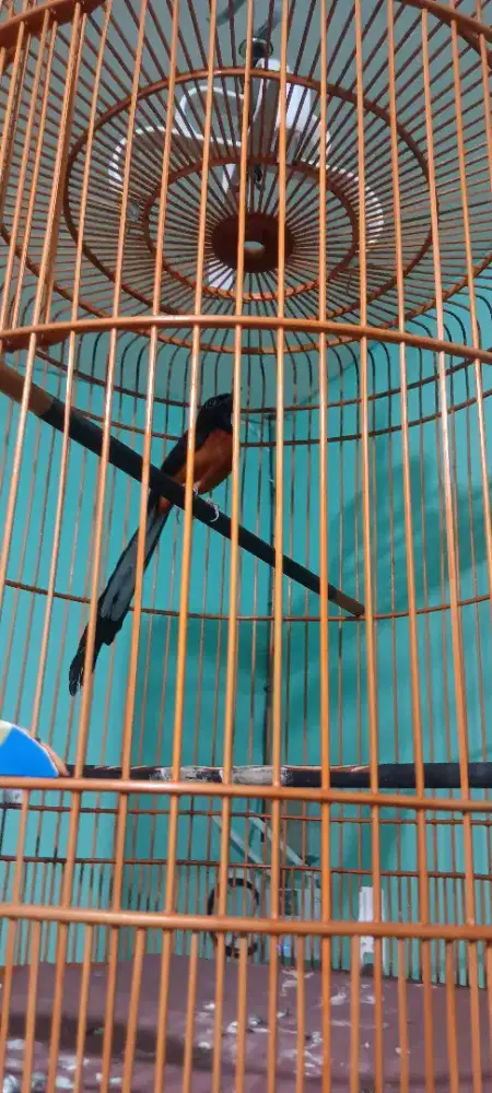 Di jual BU murai  gacoran udah masuk 2 x juara 1 dan 2