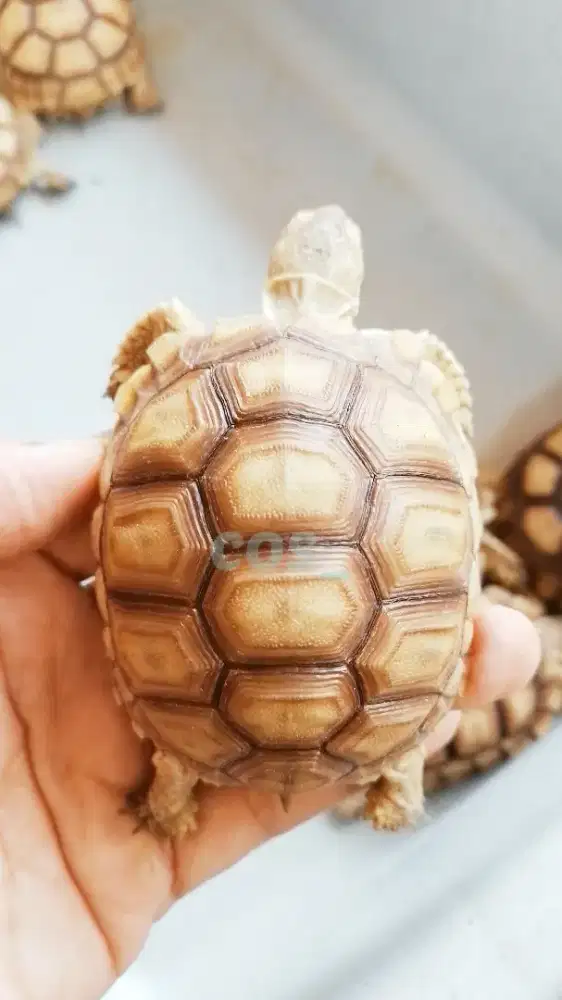 KURA KURA DARAT SULCATA SIZE AMAN MAKAN LAHAP