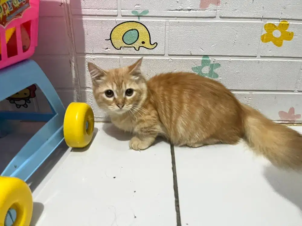 Kitten Munchkin