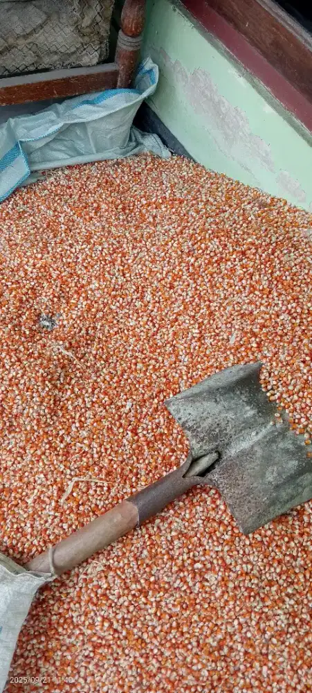 Jagung Kering pakan merpati