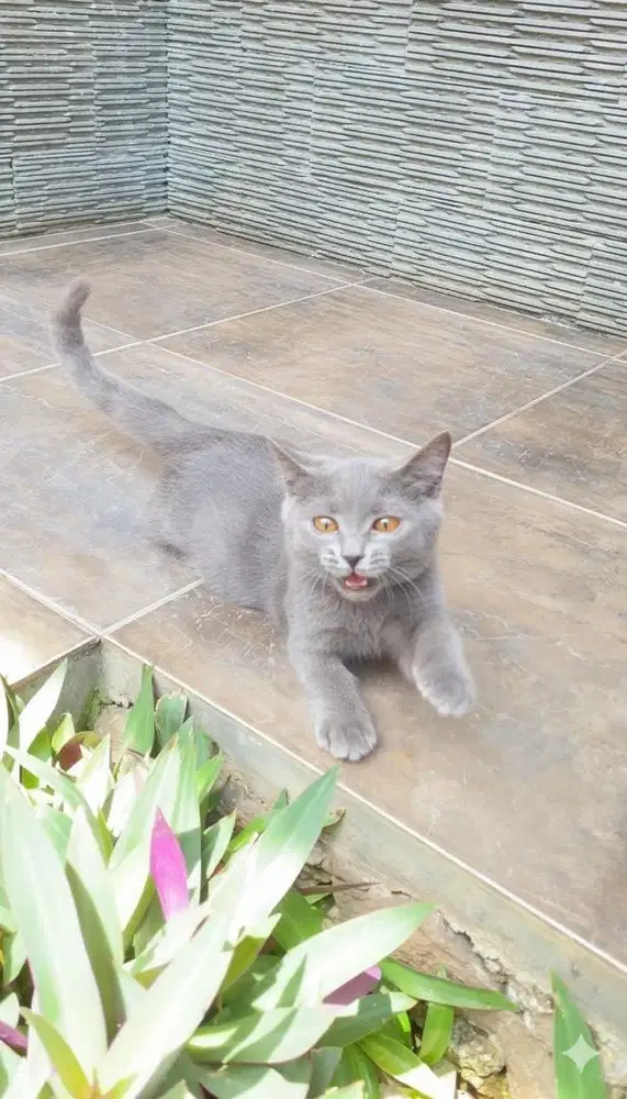 Kucing munchkin british shorthair kitten bsh