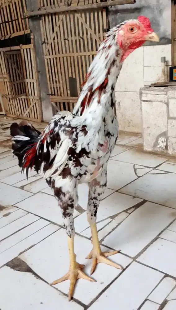 Jual cepat ayam silangan Birma x pakoy