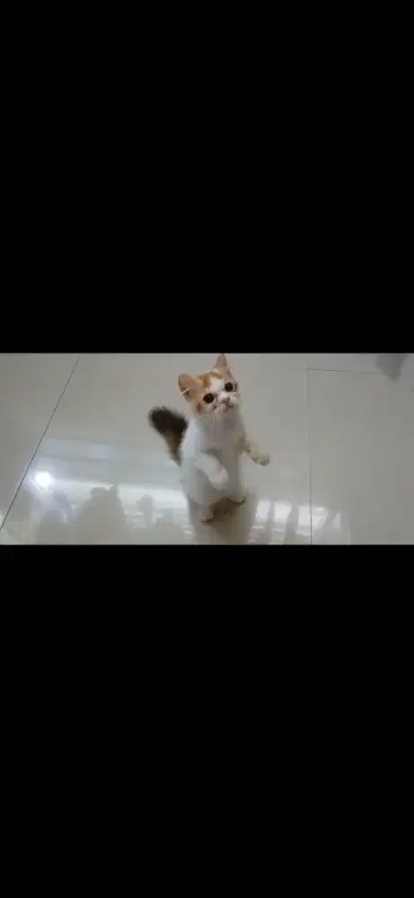 Kitten Persia Betina