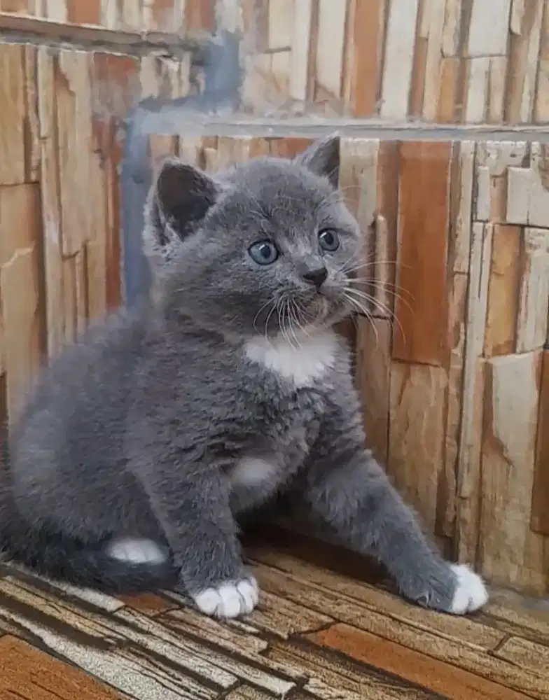 Kitten British shorthair