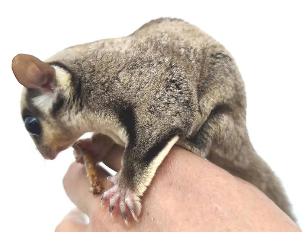 Sugar Glider betina choco SG jinak
