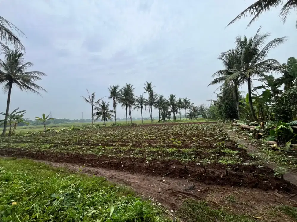 Dijual murah tanah kavling Sindangjaya dngan harga mulai dari 700rb/m2