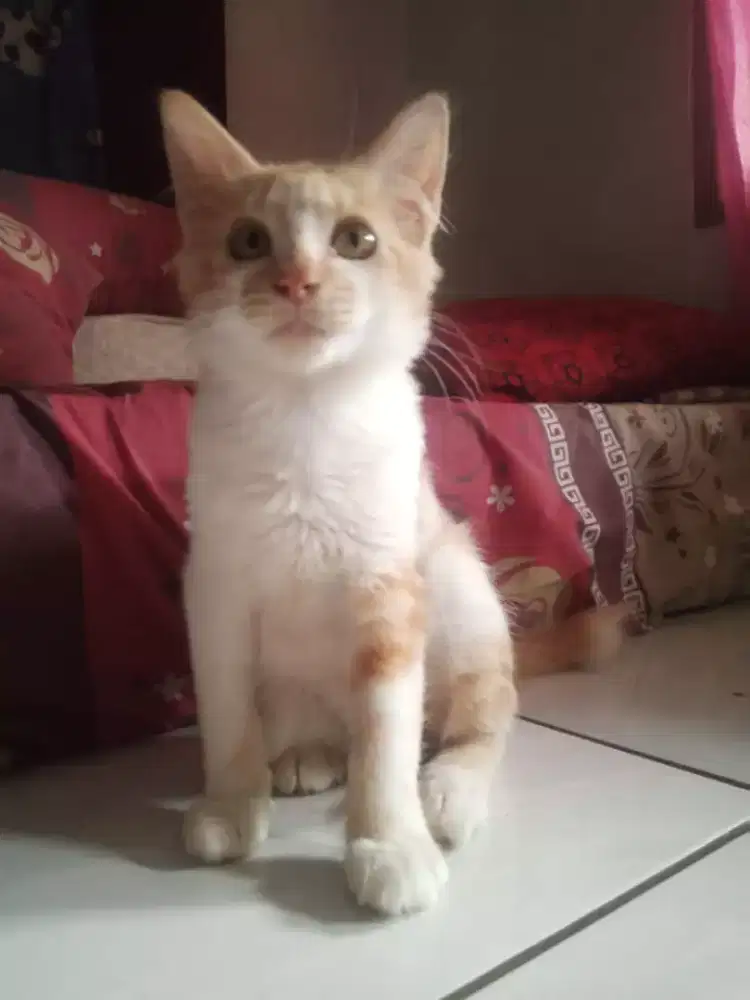 Kitten mixdome oyen