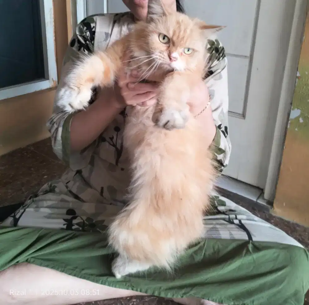 Kucing Persia Long hair