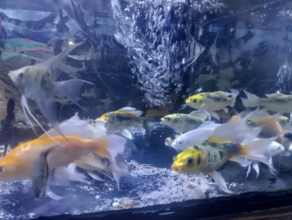 Ikan koi metalik slayer