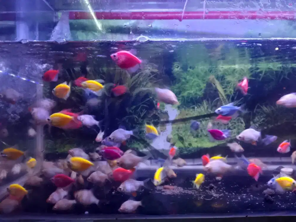 Ikan glowfish /sumatra albino