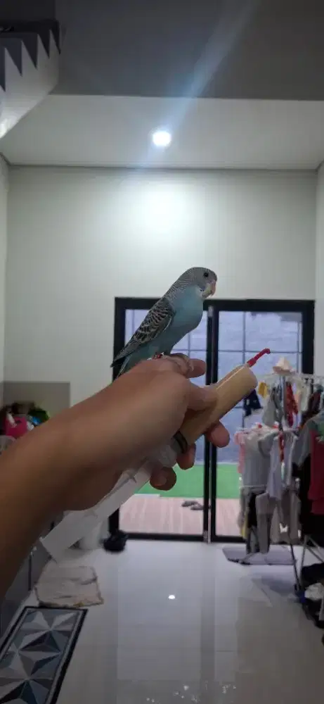 Burung Parkit jinak, pakai ring, skill FTM