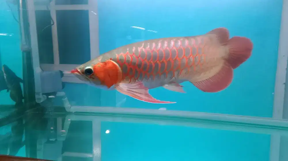 ikan Arowana super red