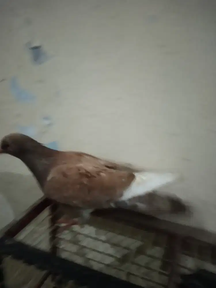 Burung dara cewean