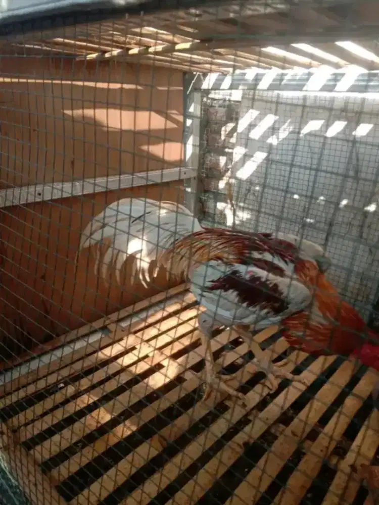 Ayam bangkok super