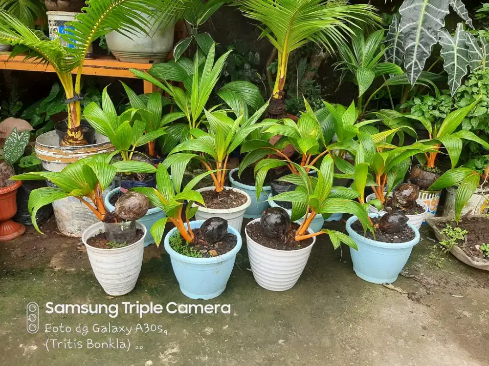 Bahan bonsai kelapa gading minion