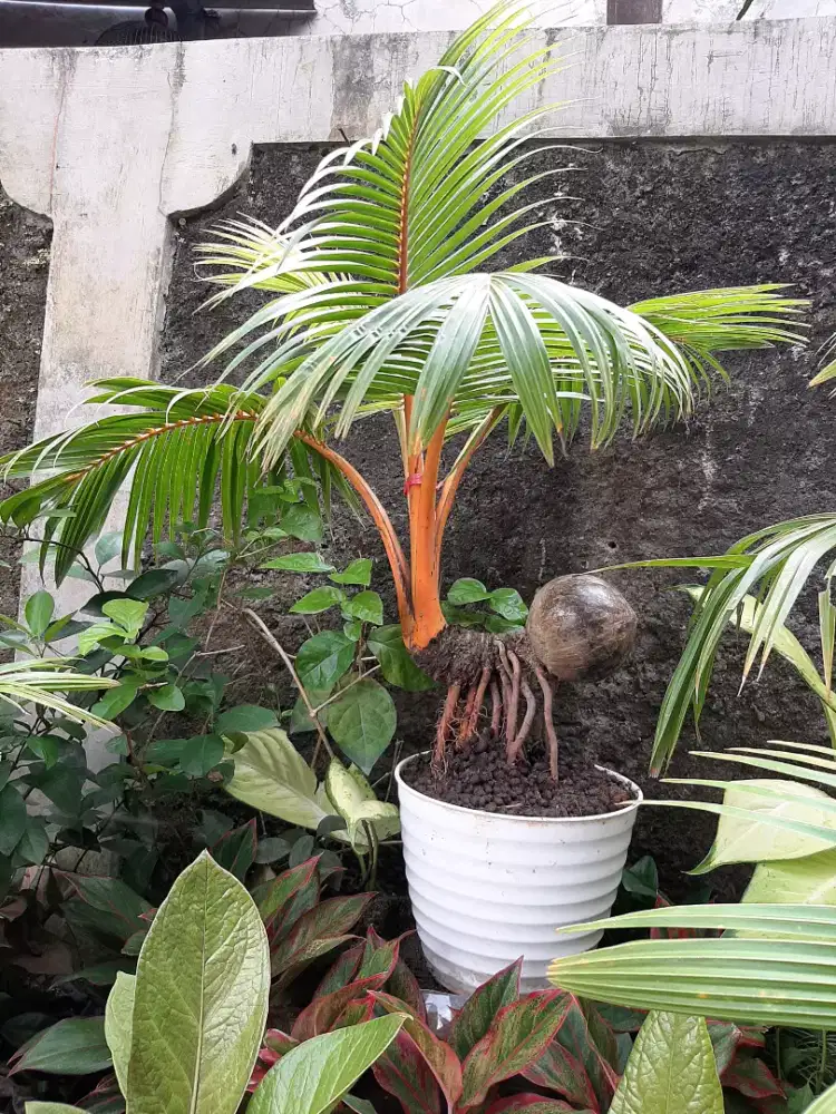 Bonsai kelapa gading