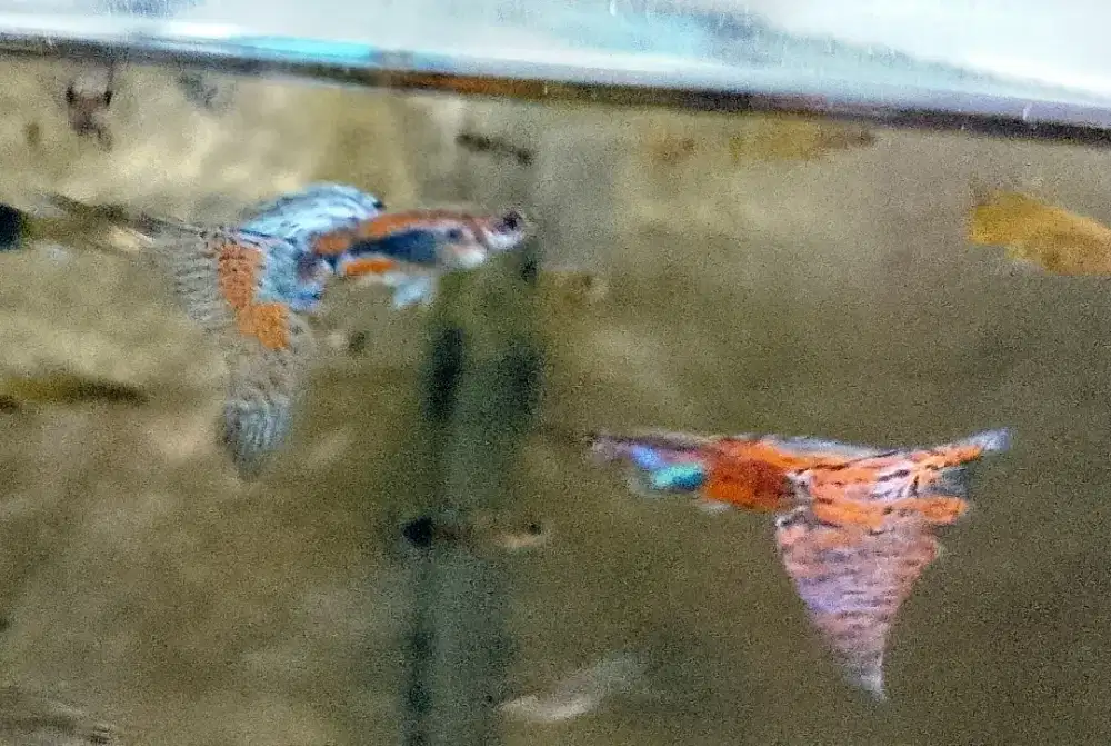 Guppy grade super dorsal