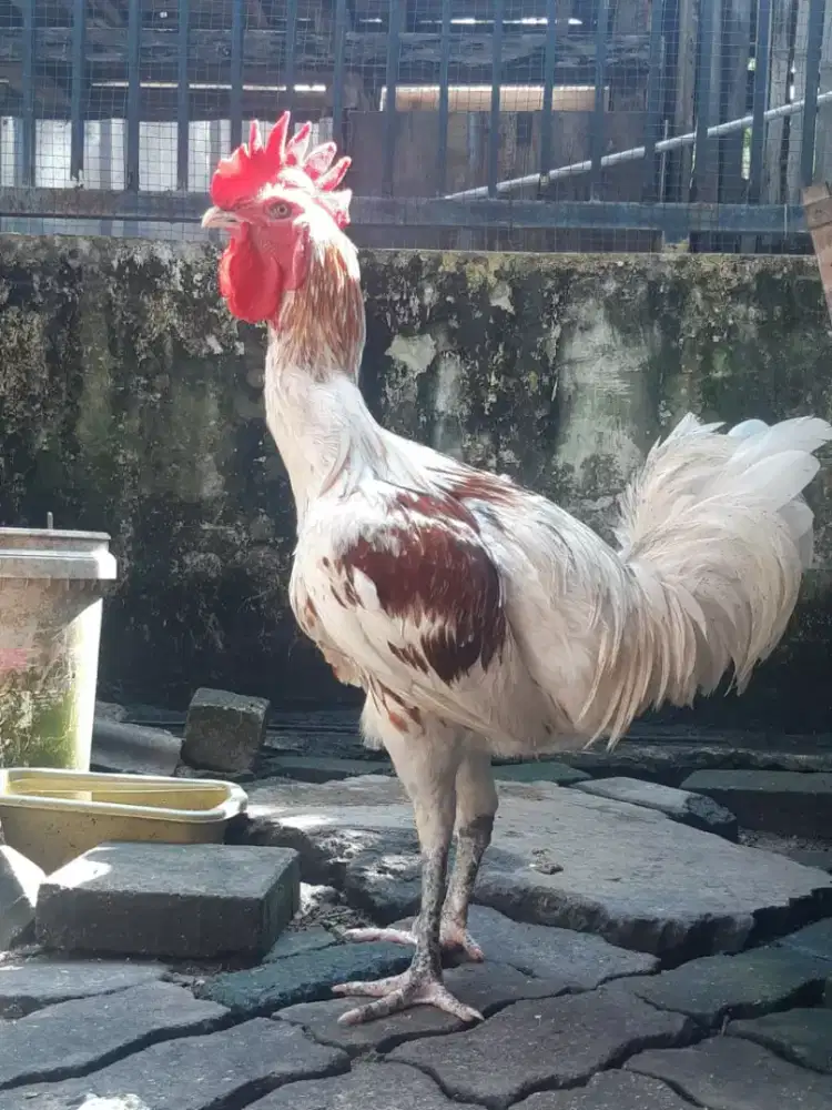 Ayam pelung jantan