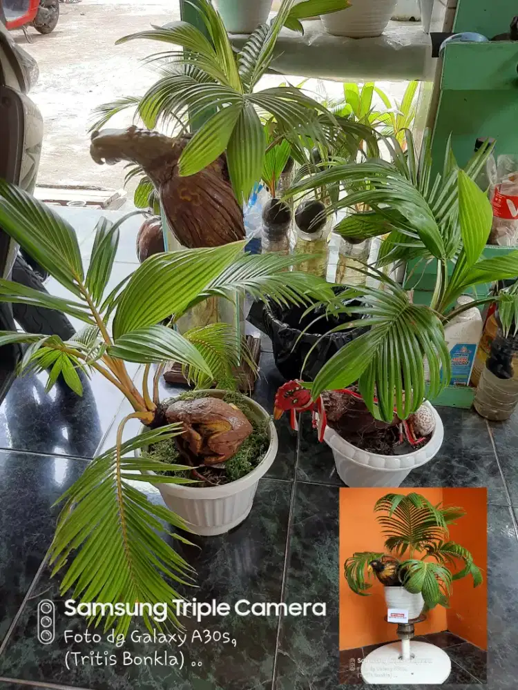 Bonsai kelapa ukiran