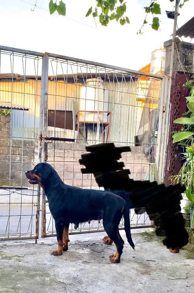 Indukan Rottweiler