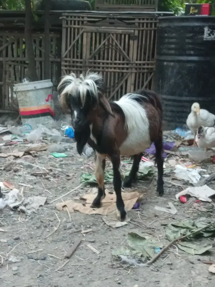 PYGMY GOAT/ Kambing Mini
