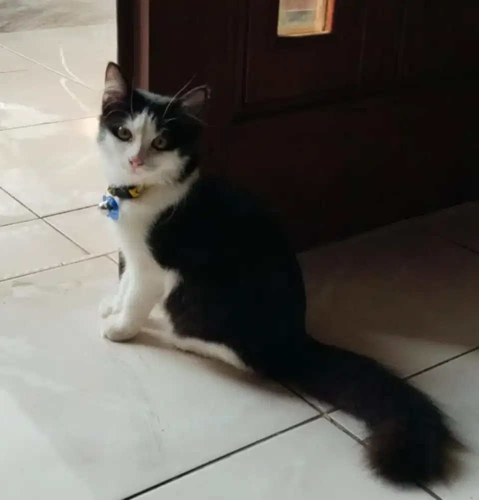 Kucing hilang warna hitam putih