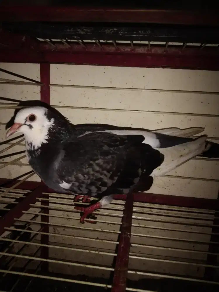 Burung dara cewean