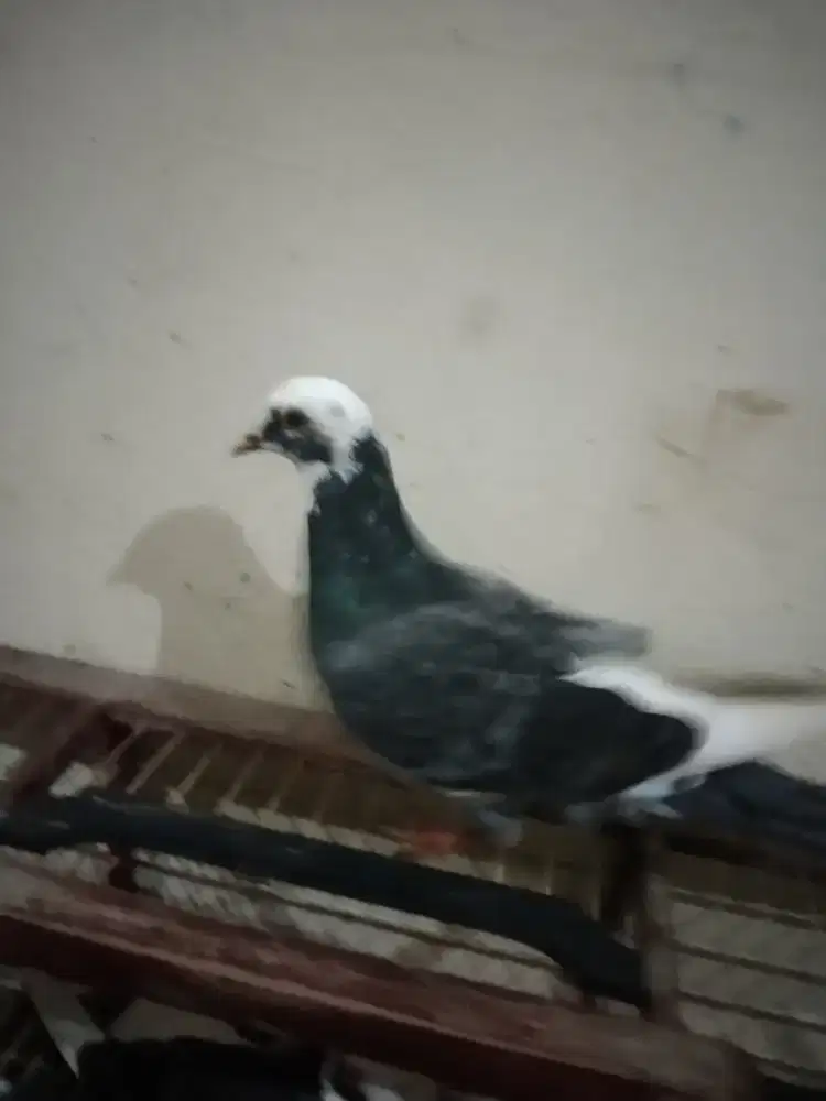 Burung dara cewean