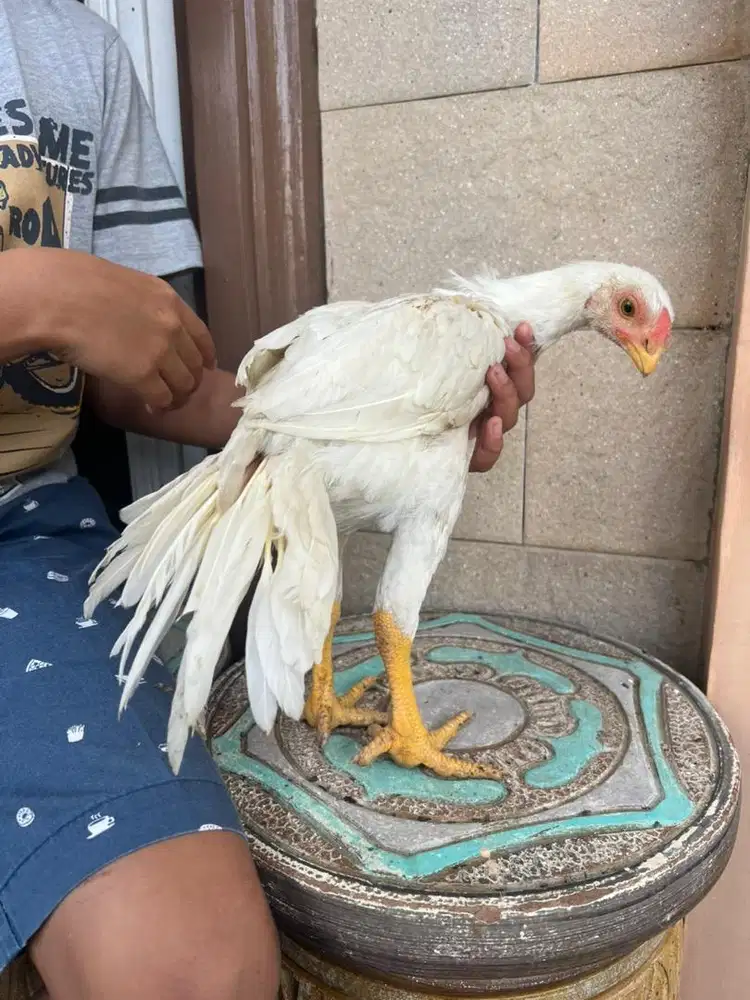 Jual ayam hias blt