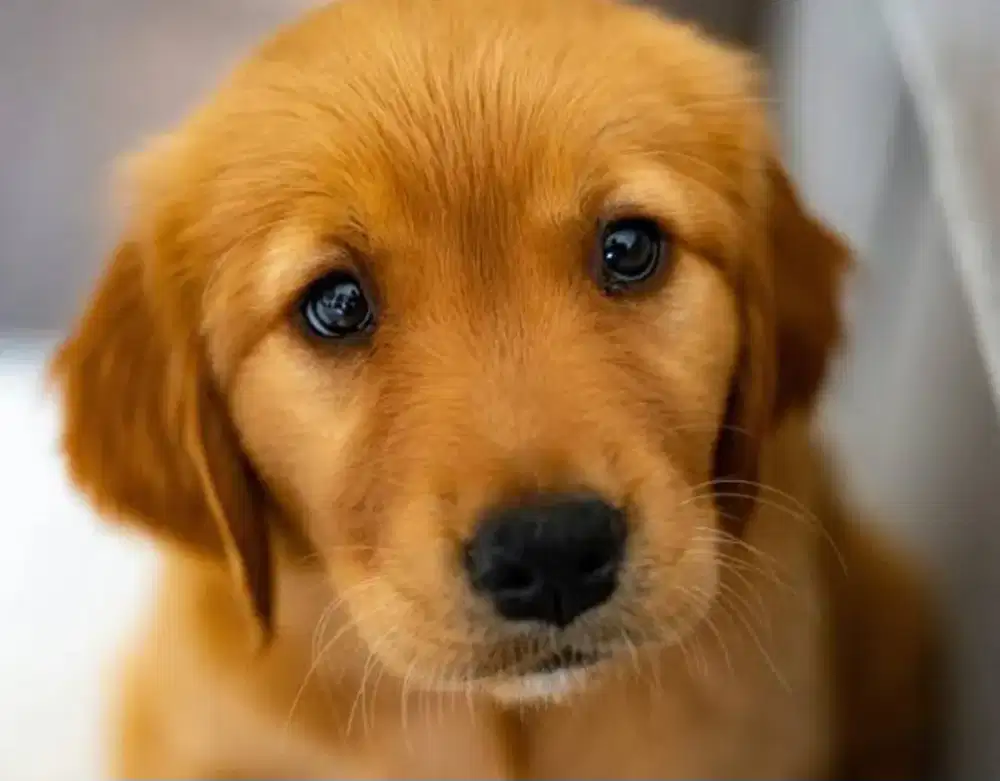 Puppy gukguk lucu