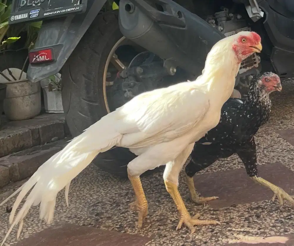 Ayam hias blt di jual
