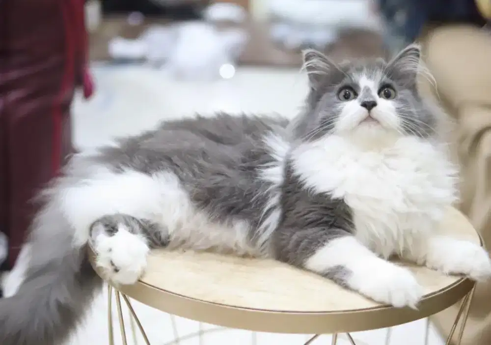 Kucing Mainecoon jantan lucu super ganteng