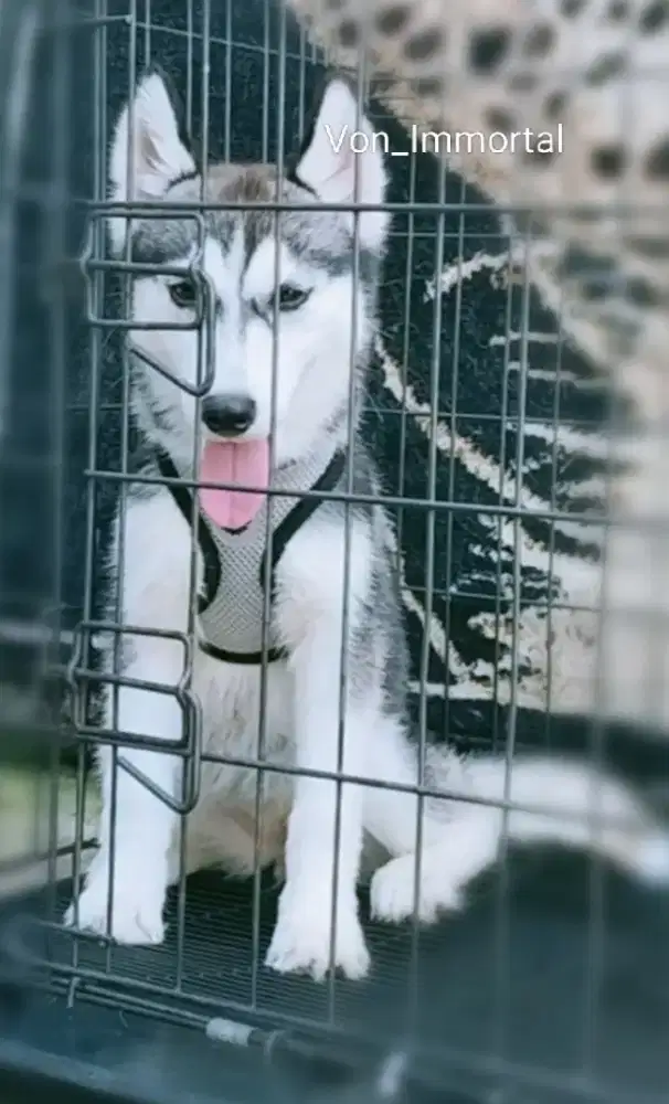 Siberian Husky female vaksin
