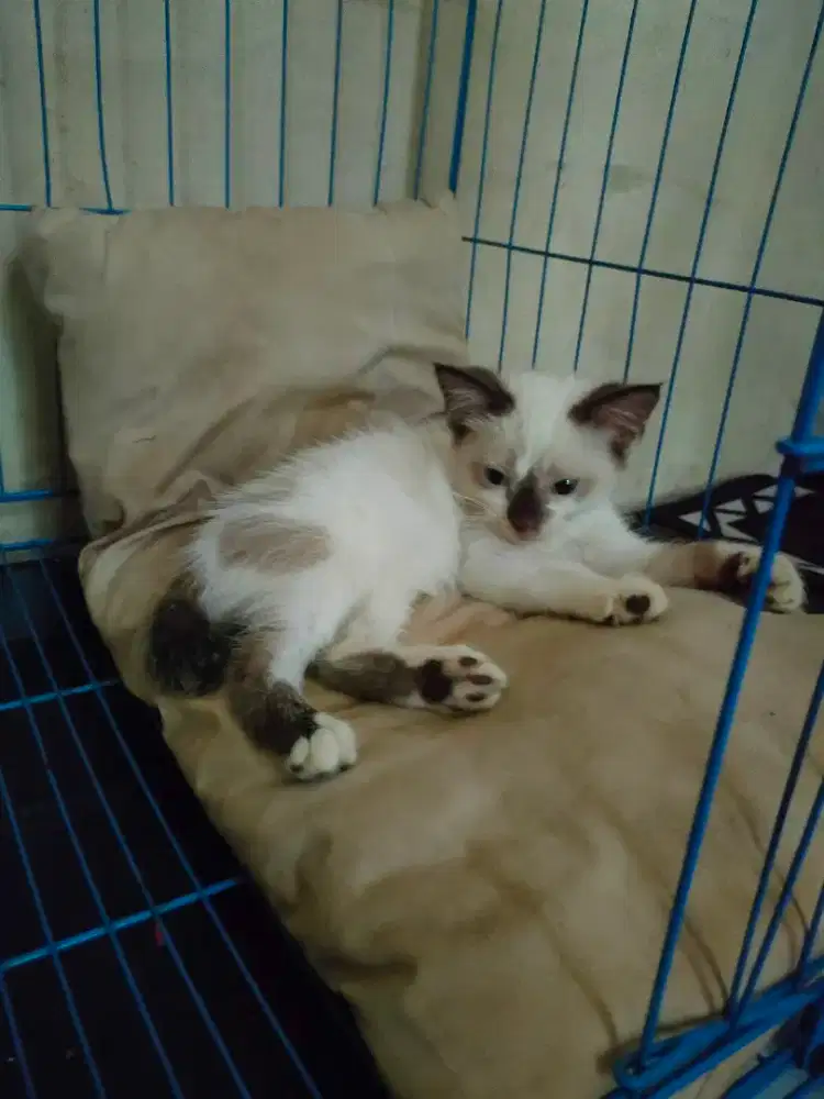 Jual kucing siam mix domestic