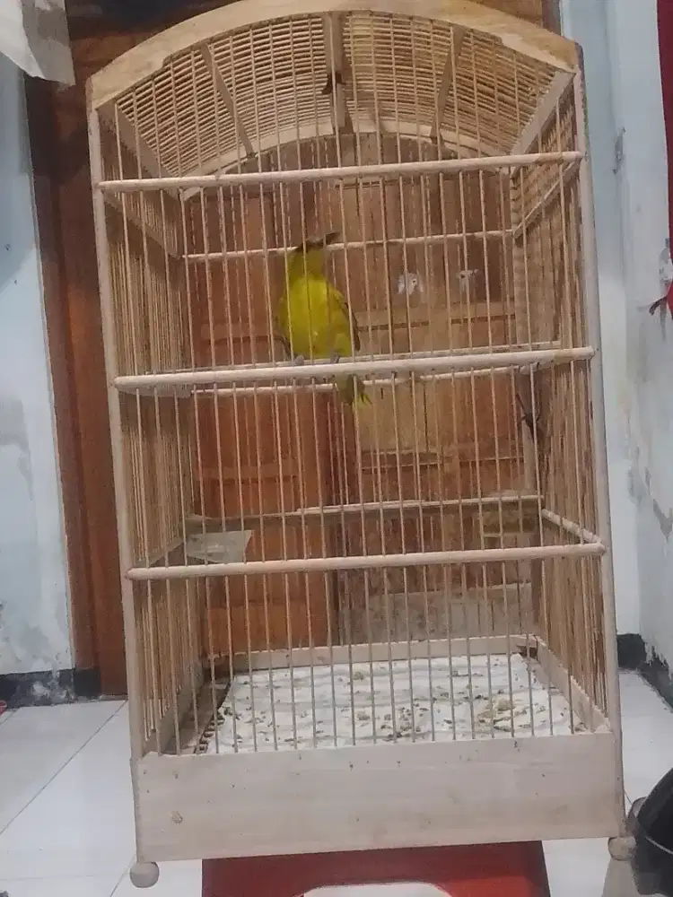 Burung Podang emas