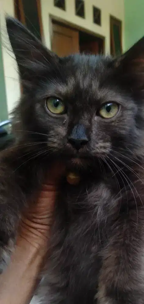 Kitten Persia medium jantan