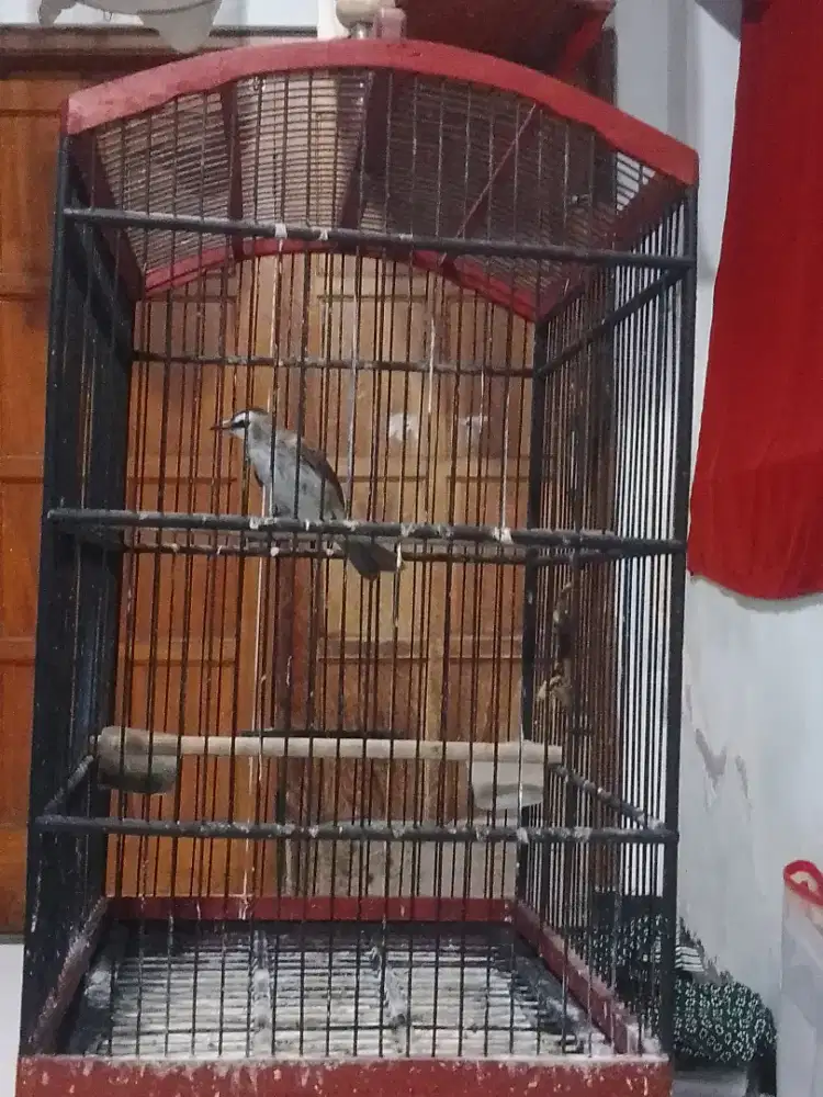 Trotokan rajinbunyi