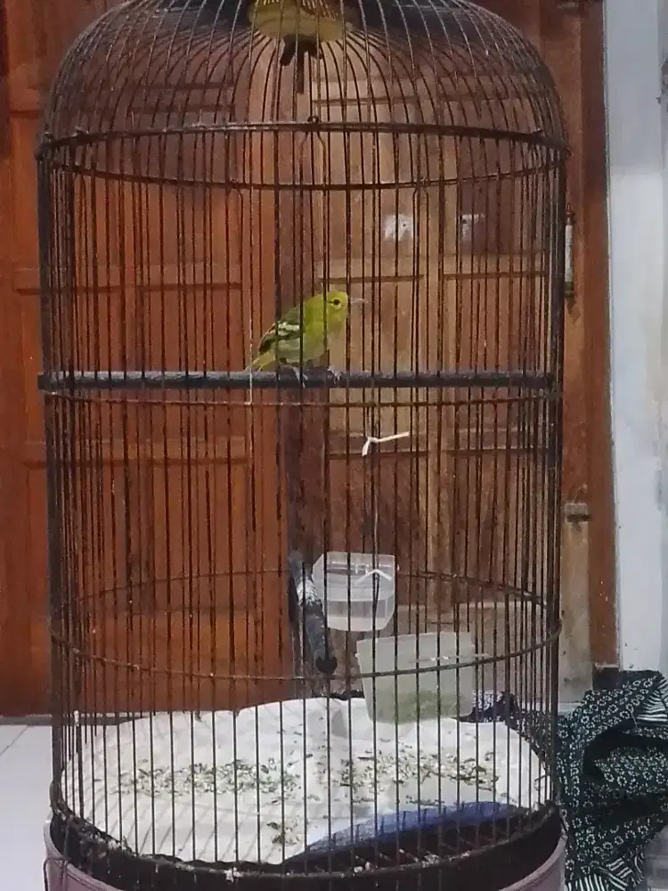 Sirtu harian bunyi
