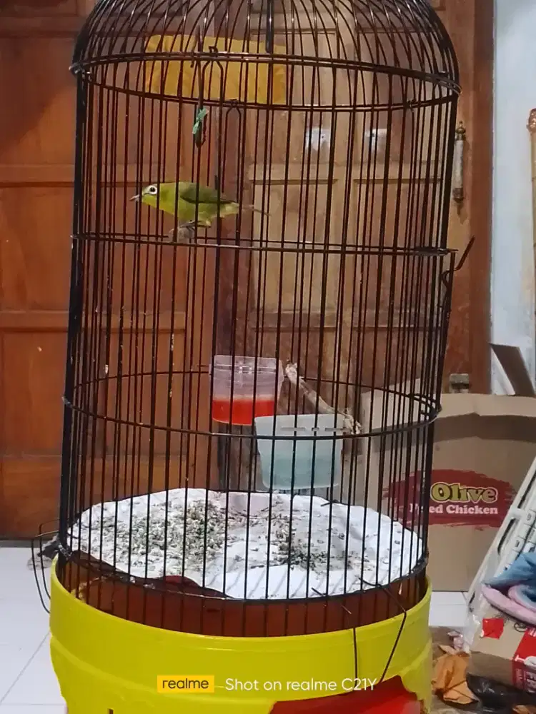 Pleci monty rajin bunyi