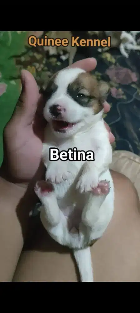 Open Book Shihtzu Puppy