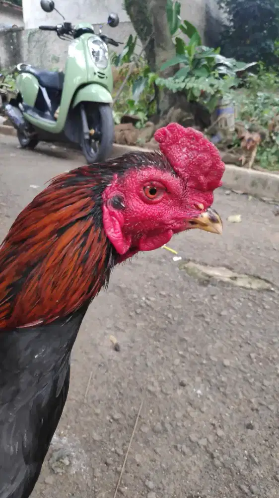 Ayam bangkok jenis pama
