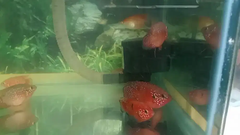 Red Jewel Cichlid Shortbody