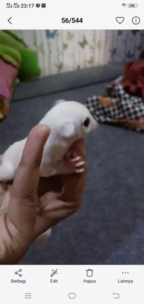Jual sugar glider leu