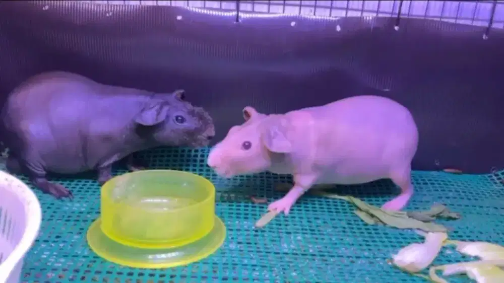 GUINEA PIG SKINNY / MARMUT HIAS