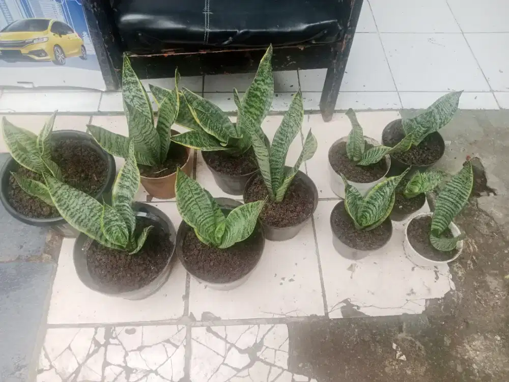 Pohon hias sansevieria