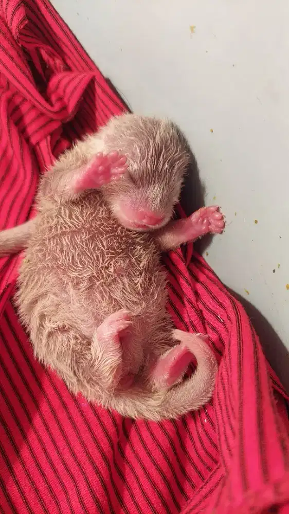 Si imud lucu nan jinak