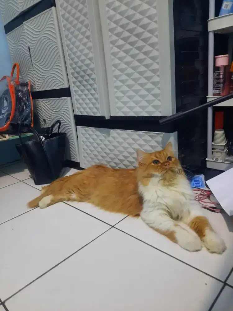 Persian flatnose Longhair