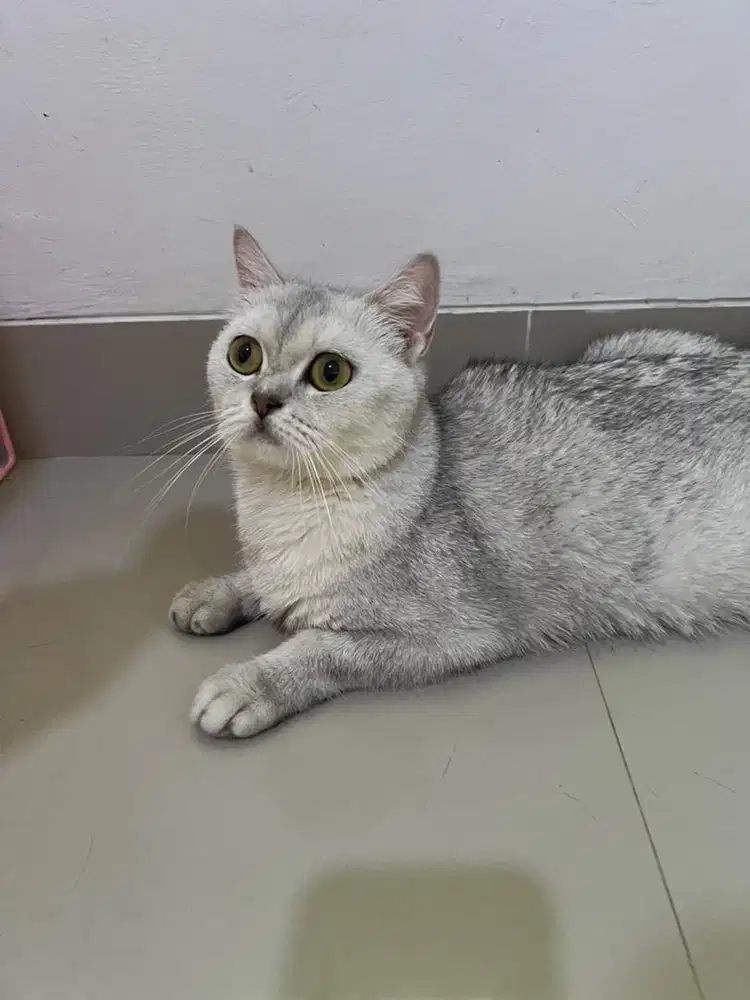 Adopt Kucing British Short Hair Silver Shaded Betina Indukan