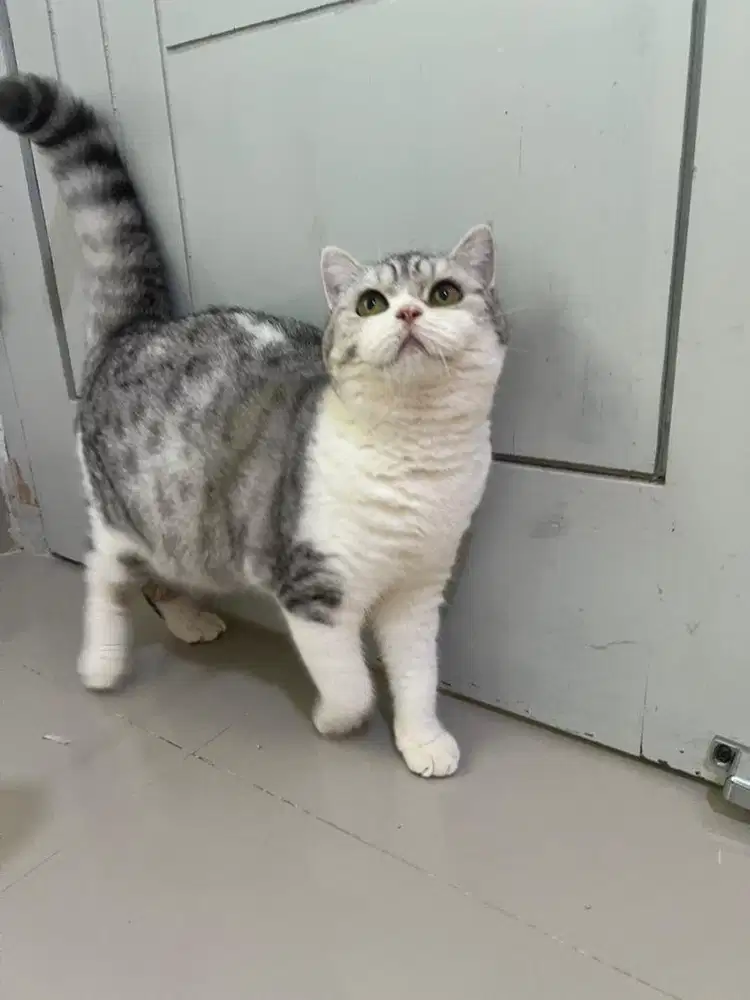 Kucing British Short Hair Silver Tabby Betina