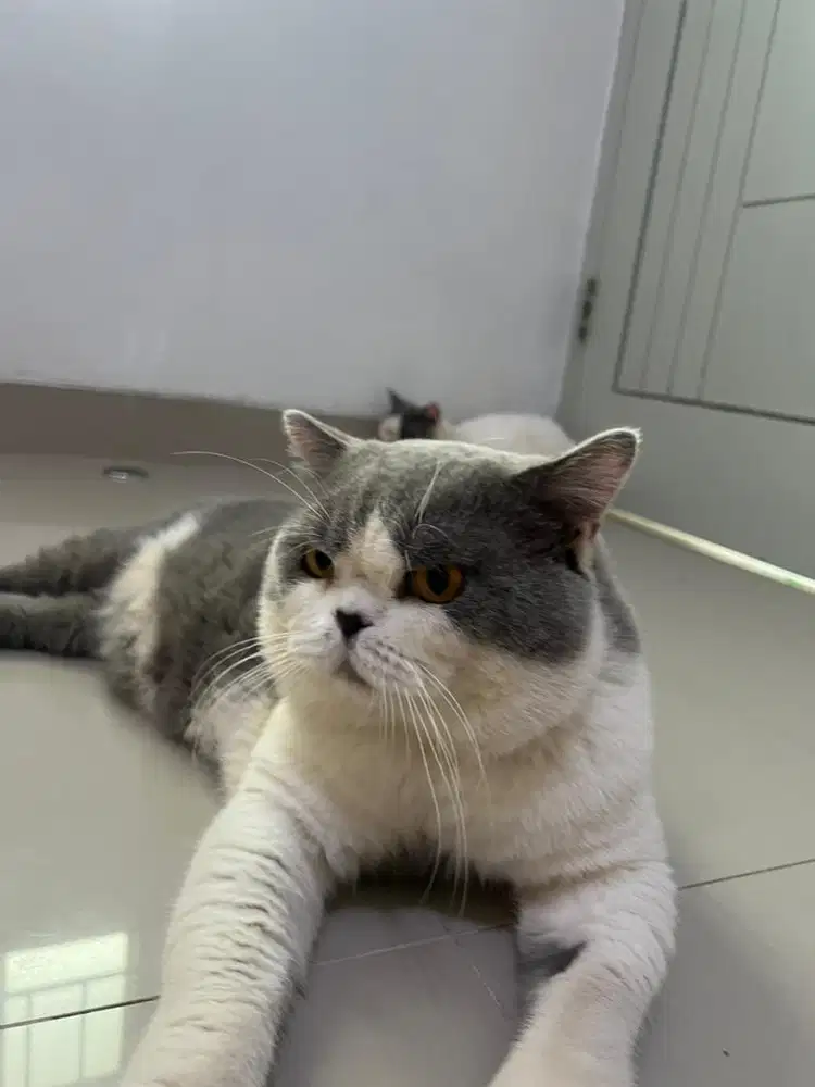 Kucing BSH Blue Bi Color Pedigree CFA & WCF Jantan Show Quality